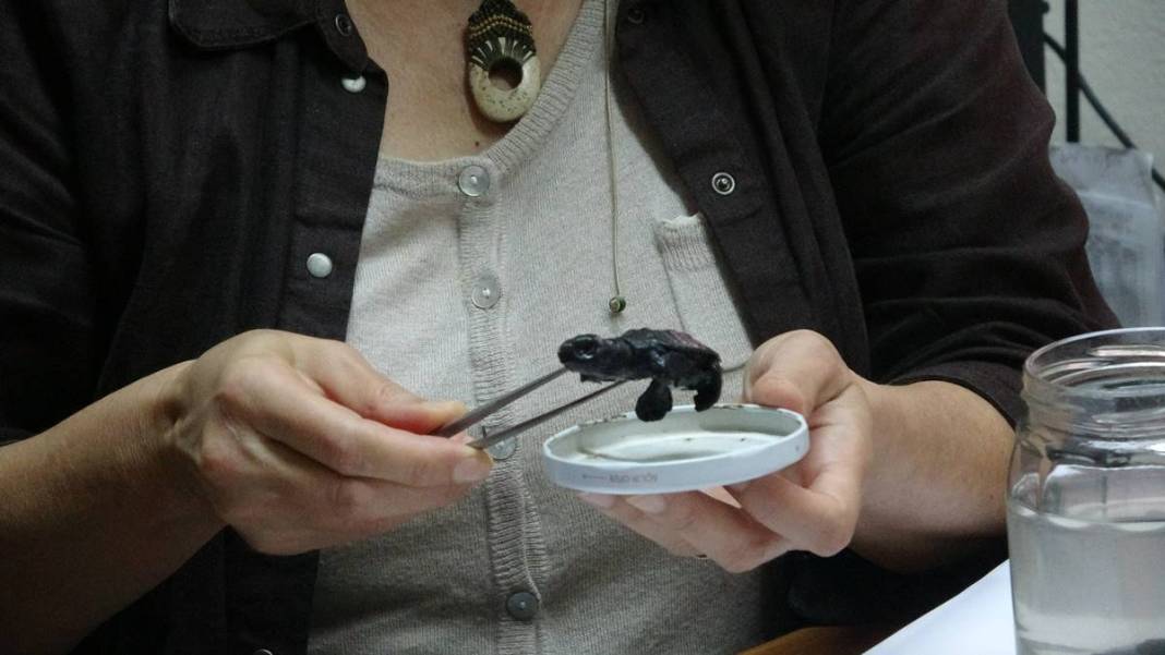 İhbar üzerine deniz kıyısına gittiler: Karşılaştıkları manzara şoke etti! Uzmanlar, o ilçede 9 gün boyunca araştırma yaptı 11